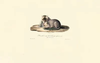 Renard roux et louveteau