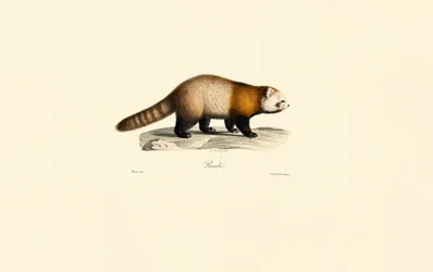 Panda roux (Ailurus fulgens)