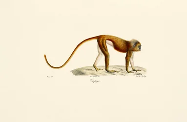 Loris rouge (Loris tardigradus)