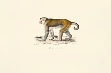 Macaque rhésus (Macaca mulatta)