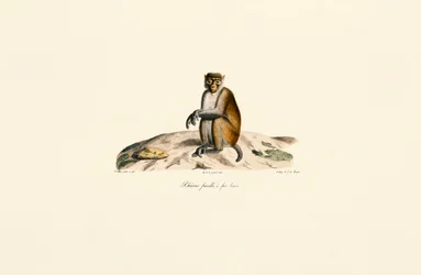 Macaque rhésus (Macaca mulatta)