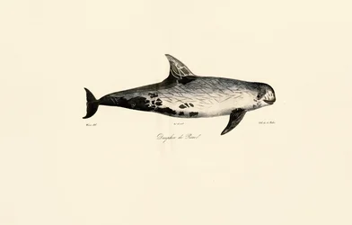 Dauphin de Risso