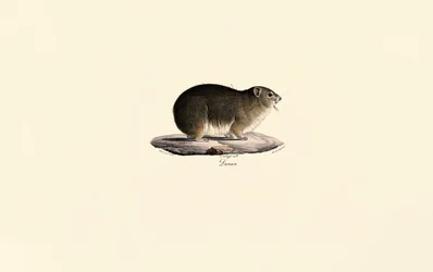 Hyrax des rochers