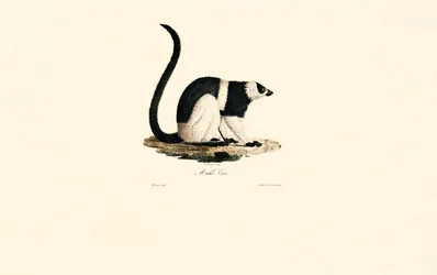 Lémurien à collerette