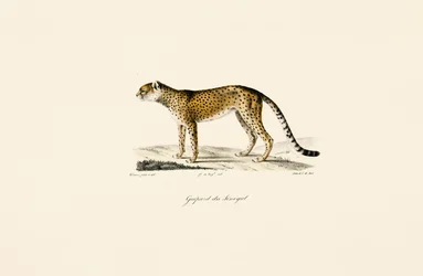 Sénégal Guépard