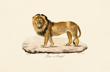 Lion du Sénégal