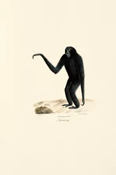 Siamang (Symphalangus syndactylus)