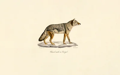 Chacal à rayures latérales du Sénégal