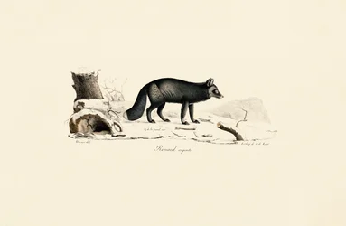 Renard argenté