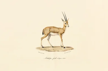 Gazelle à cornes grêles, femelle