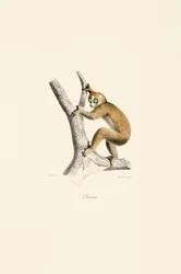 Loris lent