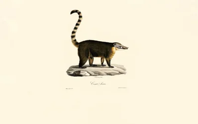 Coati d