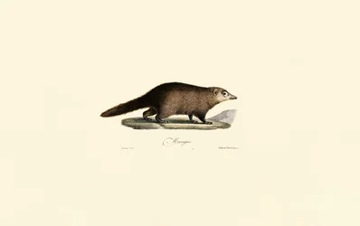 Coati d