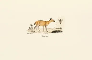 Espèces de cerfs d