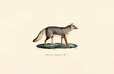 Renard d