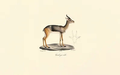 Fuligule milouin (Antilope de Révebi, mâle)