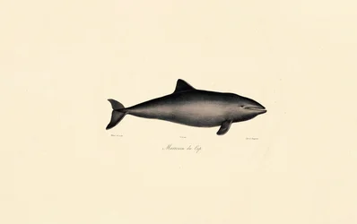 Baleine franche australe Dauphin