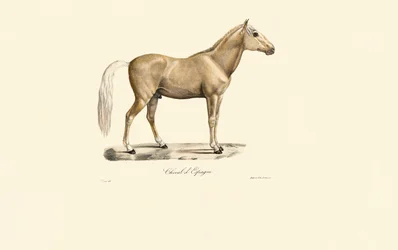 Cheval espagnol