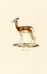 Springbok (Femme)