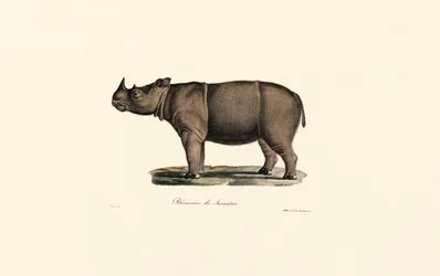 Rhinocéros de Sumatra