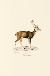 Cerf des marais