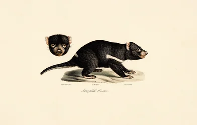 Diable de Tasmanie