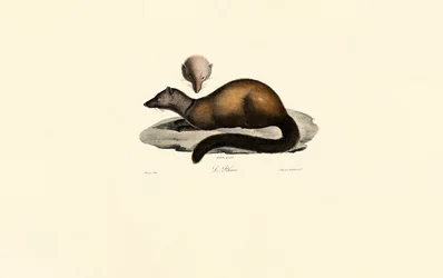 Tayra et Ferret