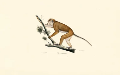 Macaque du Tibet