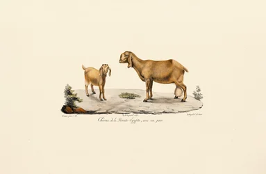 Chèvre de Haute-Égypte avec chevreau