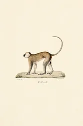 Singe Vervet (Malbrouck)