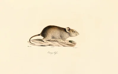 Vlei Rat