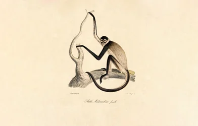 Singe-araignée à ventre blanc (femelle)