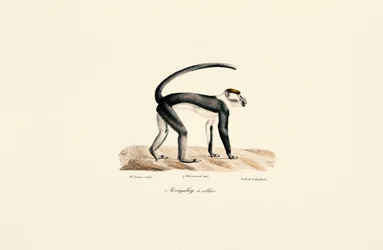 Mangabey à col blanc (Cercocebus torquatus)