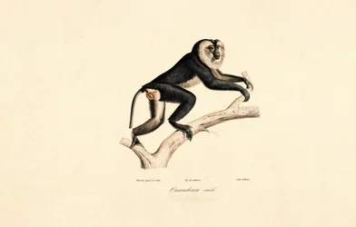 Mangabey à col blanc (mâle)