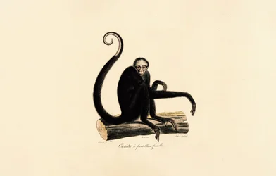 Singe-araignée à front blanc (femelle)