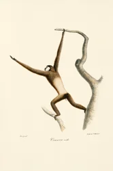 Gibbon à mains blanches (Hylobates lar)