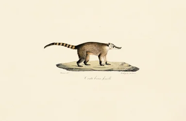 Coati à nez blanc (femelle)
