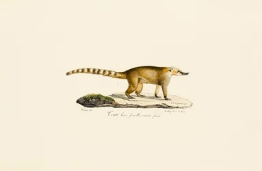 Coati à nez blanc (femelle, variante plus claire)