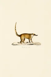 Coati à nez blanc (mâle)