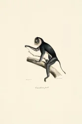 Marmouset à épaulettes blanches (femelle)