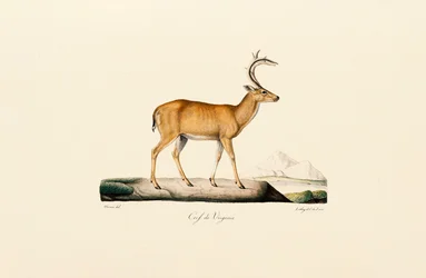 Cerf de Virginie