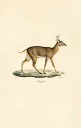 Cerf de Virginie
