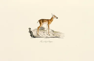 Cerf de Virginie - fauve