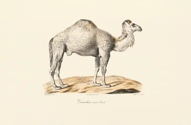 Dromadaire blanc