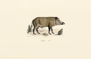 Sanglier