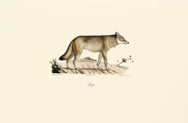 Loup (Canis lupus)