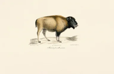 Jeune bison d