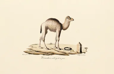 Jeune chameau de Dromadaire