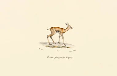Jeune femelle antilope cervicapre