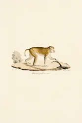 Jeune femelle singe de nuit
